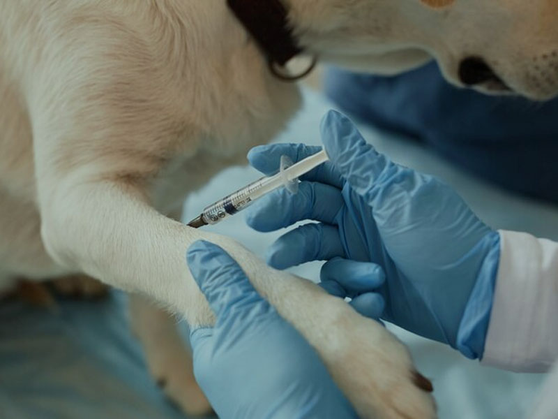 Foilsíonn Vacsaín AIM na Sonraí Réamhchliniciúla is Déanaí de Vacsaín mRNA Confadh i “Vacsaíní npj”: Níl ach Dhá Dháileog ag teastáil chun Cosaint Imdhíonachta 100% Sábháilte agus Éifeachtach a sholáthar